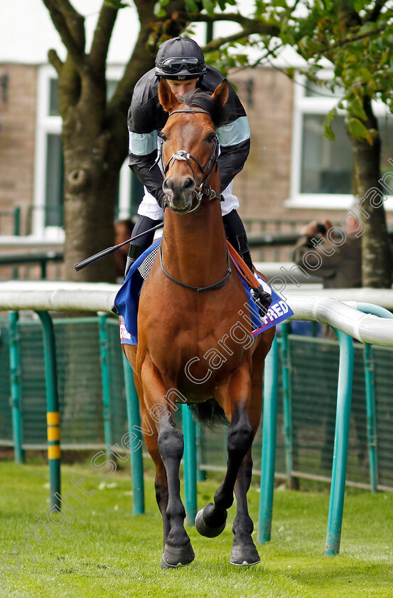 Kerdos-0011 
 KERDOS (Richard Kingscote) winner of The Betfred Temple Stakes
Haydock 25 May 2024 - Pic Steven Cargill / Racingfotos.com