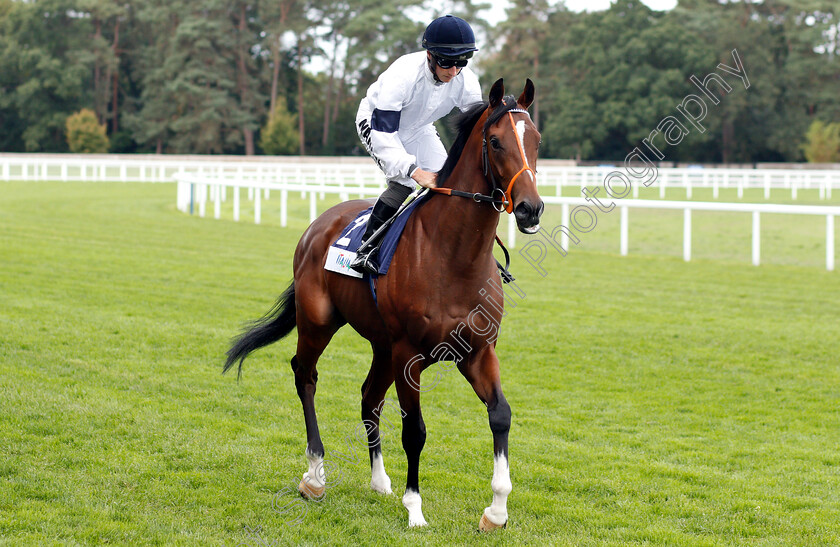 Production-0001 
 PRODUCTION (Tom Marquand) 
Ascot 8 Sep 2018 - Pic Steven Cargill / Racingfotos.com