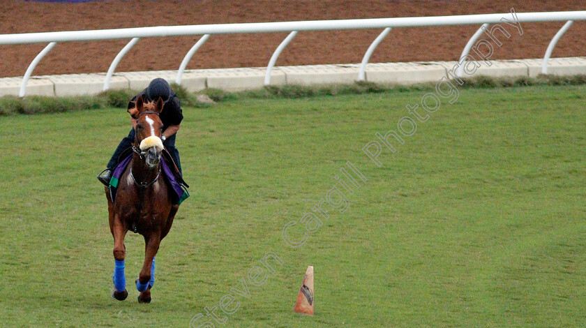 Ulysses-0002 
 ULYSSES training for The Breeders' Cup Turf at Del Mar USA 31 Oct 2017 - Pic Steven Cargill / Racingfotos.com