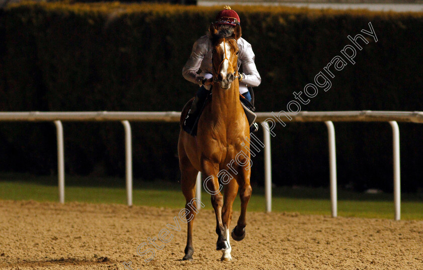 Haayem-0001 
 HAAYEM (Luke Catton)
Wolverhampton 21 Feb 2020 - Pic Steven Cargill / Racingfotos.com