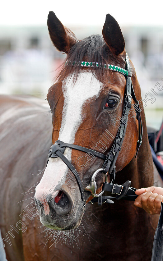 Free-Wind-0015 
 FREE WIND (Frankie Dettori) after The Hippo Pro3 Park Hill Stakes
Doncaster 9 Sep 2021 - Pic Steven Cargill / Racingfotos.com