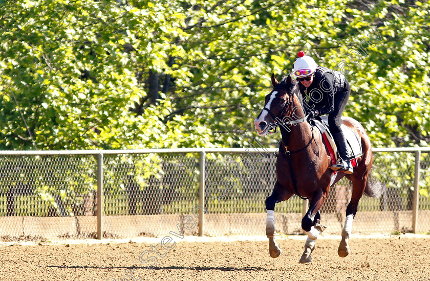 War-Of-Will-0009 
 WAR OF WILL exercising in preparation for the Preakness Stakes
Pimlico, Baltimore USA, 15 May 2019 - Pic Steven Cargill / Racingfotos.com