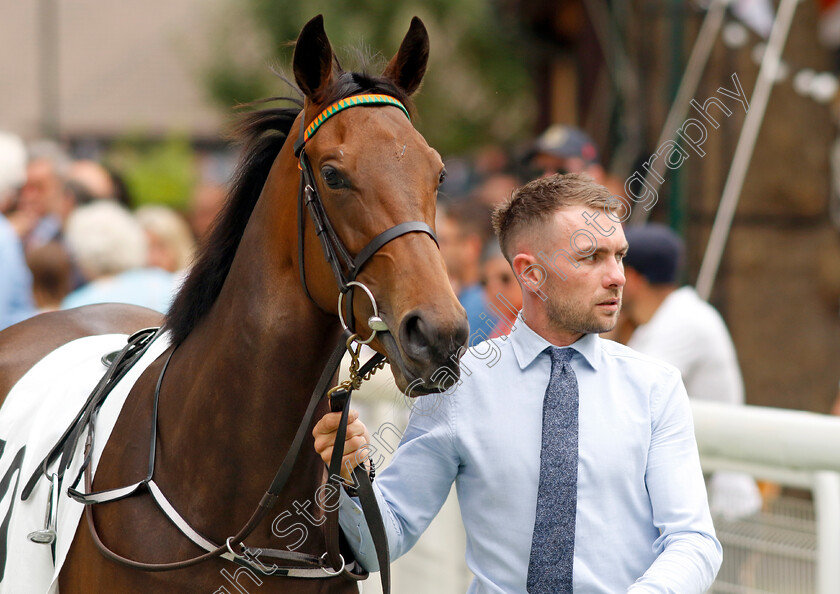 Shamrock-Breeze-0003 
 SHAMROCK BREEZE 
Deauville 3 Aug 2024 - Pic Steven Cargill / Racingfotos.com