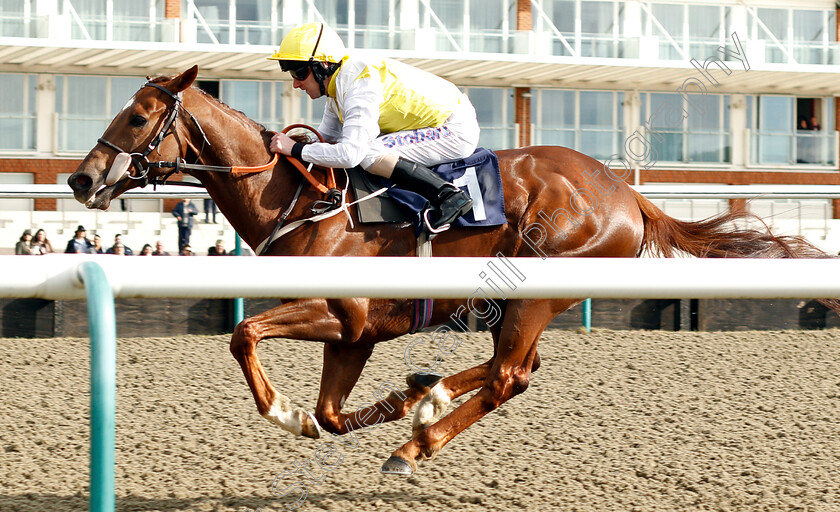 King s-Advice-0005 
 KING'S ADVICE (Joe Fanning) wins The Betway Live Casino Handicap
Lingfield 2 Mar 2019 - Pic Steven Cargill / Racingfotos.com