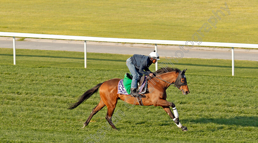 Mikklus-Makklus-0001 
 MIKKLUS MAKKLUS, trained by Niels Petersen, exercising in preparation for The Dubai World Cup Carnival, Meydan 18 Jan 2018 - Pic Steven Cargill / Racingfotos.com