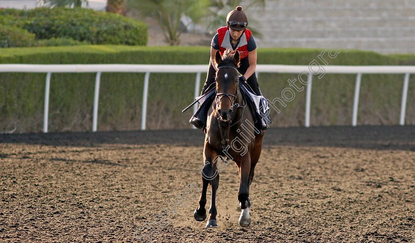 Jungle-Drums-0002 
 JUNGLE DRUMS training at the Dubai Racing Carnival 
Meydan 2 Jan 2025 - Pic Steven Cargill / Racingfotos.com