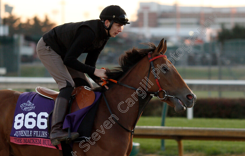 The-Mackem-Bullet-0001 
 THE MACKEM BULLET exercising ahead of The Breeders' Cup Juvenile Fillies Turf
Churchill Downs USA 29 Oct 2018 - Pic Steven Cargill / Racingfotos.com