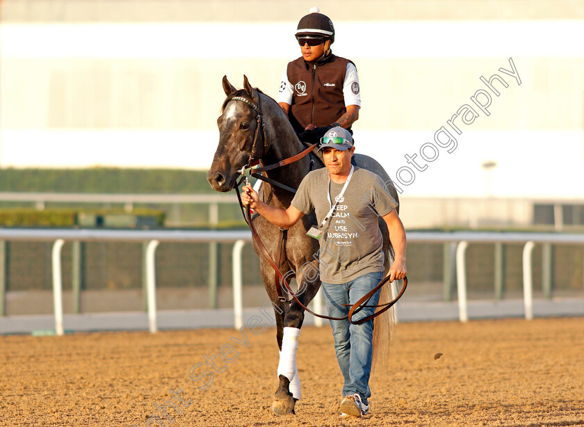 Pavel-0005 
 PAVEL exercising in preparation for The Dubai World Cup Meydan 28 Mar 2018 - Pic Steven Cargill / Racingfotos.com