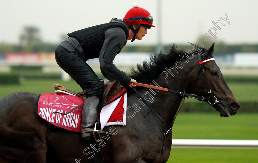 Prince-Of-Arran-0001 
 PRINCE OF ARRAN training for The Dubai Gold Cup
Meydan 28 Mar 2019 - Pic Steven Cargill / Racingfotos.com