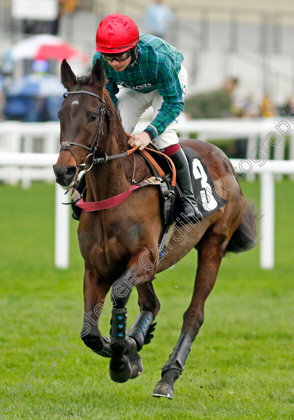 Bucksy-Des-Epeires-0001 
 BUCKSY DES EPEIRES (Charlie Deutsch)
Ascot 17 Feb 2024 - Pic Steven Cargill / Racingfotos.com