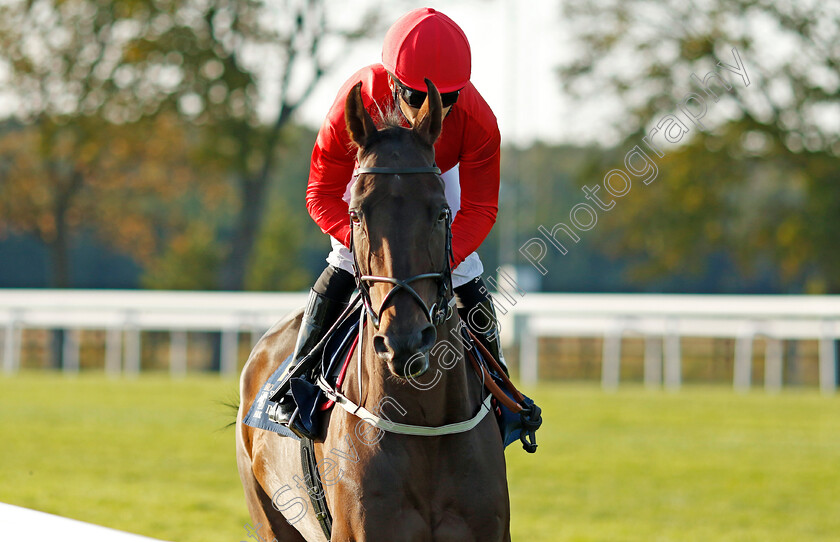 Seneschal-0002 
 SENESCHAL (Sandro de Paiva)
Bro Park, Sweden 15 Sep 2024 - Pic Steven Cargill / Racingfotos.com