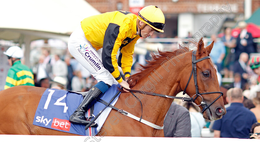 Earl-Of-Tyrone-0001 
 EARL OF TYRONE (W J Lee)
York 20 Aug 2022 - Pic Steven Cargill / Racingfotos.com