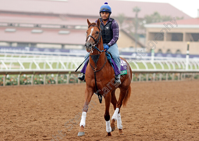 Sadler s-Joy-0001 
 SADLER'S JOY training for The Breeders' Cup Turf at Del Mar USA 31 Oct 2017 - Pic Steven Cargill / Racingfotos.com