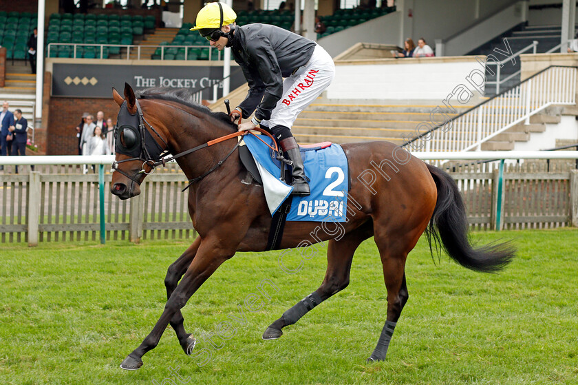 Banshee 
 BANSHEE (Robert Havlin)
Newmarket 8 Oct 2021 - Pic Steven Cargill / Racingfotos.com