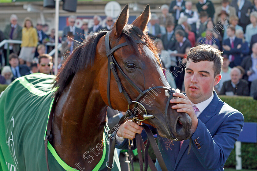 Clemmie-0008 
 CLEMMIE after The Juddmonte Cheveley Park Stakes Newmarket 30 Sep 2017 - Pic Steven Cargill / Racingfotos.com