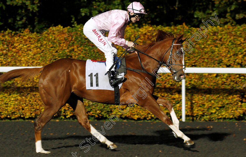 Peace-Offering-0002 
 PEACE OFFERING (Robert Havlin)
Kempton 10 Nov 2021 - Pic Steven Cargill / Racingfotos.com