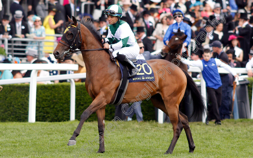 Nayibeth-0001 
 NAYIBETH (Joel Rosario)
Royal Ascot 21 Jun 2019 - Pic Steven Cargill / Racingfotos.com