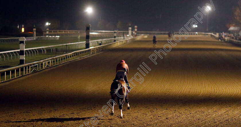 Flightline-0006 
 FLIGHTLINE training for the Breeders' Cup Classic
Keeneland USA 3 Nov 2022 - Pic Steven Cargill / Racingfotos.com