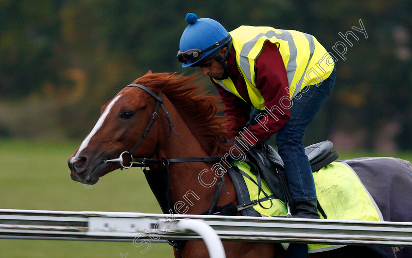 Stradivarius-0001 
 STRADIVARIUS cantering on Warren Hill in Newmarket 13 Oct 2017 - Pic Steven Cargill / Racingfotos.com