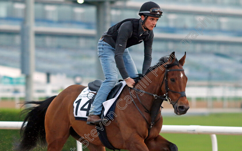 Vafortino-0002 
 VAFORTINO training at the Dubai Racing Carnival 
Meydan 4 Jan 2024 - Pic Steven Cargill / Racingfotos.com