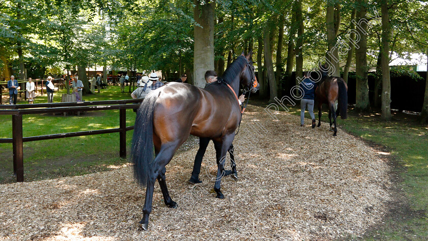 Newmarket-0003 
 Horses in the pre-parade ring
Newmarket 27 Jun 2019 - Pic Steven Cargill / Racingfotos.com