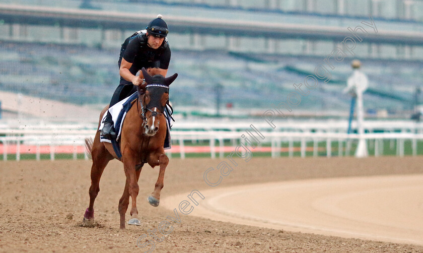 Naxos-0003 
 NAXOS training at the Dubai Racing Carnival
Meydan 1 Feb 2024 - Pic Steven Cargill / Racingfotos.com