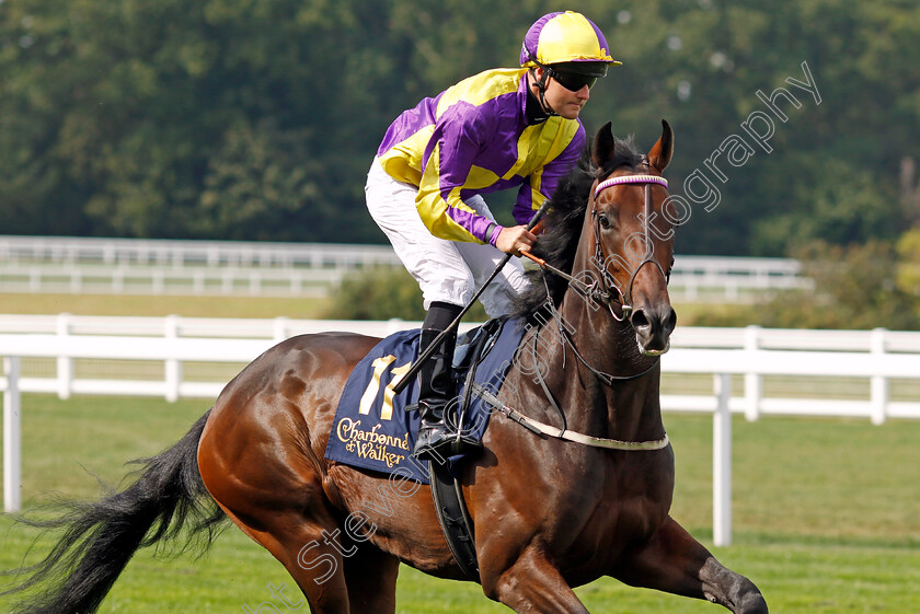 Yarborough-0001 
 YARBOROUGH (Tom Queally)
Ascot 8 Sep 2023 - Pic Steven Cargill / Racingfotos.com