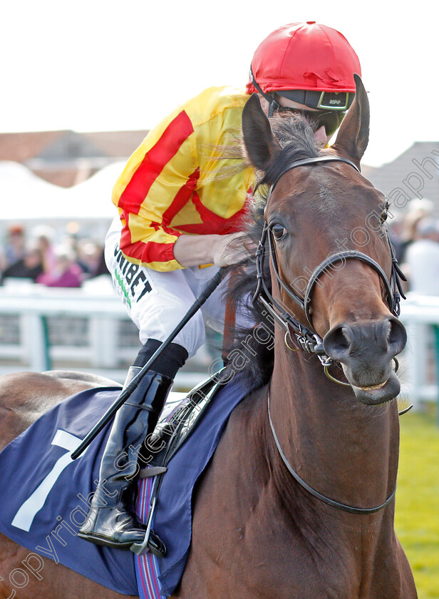 Tiger-Crusade-0001 
 TIGER CRUSADE (Jamie Spencer) before The British Stallion Studs EBF Novice Stakes
Yarmouth 17 Sep 2019 - Pic Steven Cargill / Racingfotos.com