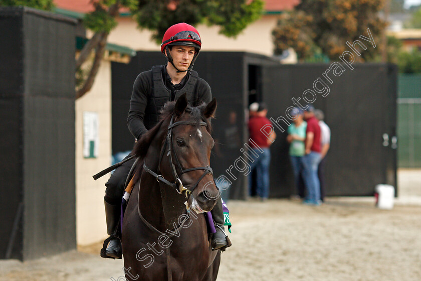 Cliffs-Of-Moher-0001 
 CLIFFS OF MOHER training for The Breeders' Cup Turf at Del Mar 2 Nov 2017 - Pic Steven Cargill / Racingfotos.com