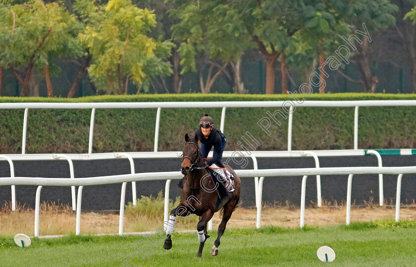 Starlust-0001 
 STARLUST training at the Dubai Racing Carnival
Meydan 1 Feb 2024 - Pic Steven Cargill / Racingfotos.com