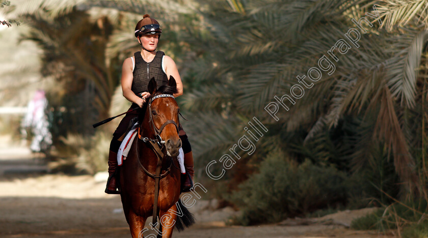 Victory-Chime-0002 
 VICTORY CHIME exercising in preparation for Friday's Bahrain International Trophy
Sakhir Racecourse, Bahrain 17 Nov 2021 - Pic Steven Cargill / Racingfotos.com