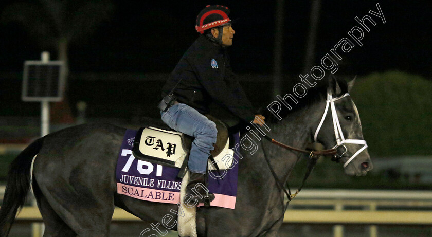 Scalable-0001 
 SCALABLE training for The Breeders' Cup Juvenile Fillies
Santa Anita USA, 30 Oct 2023 - Pic Steven Cargill / Racingfotos.com