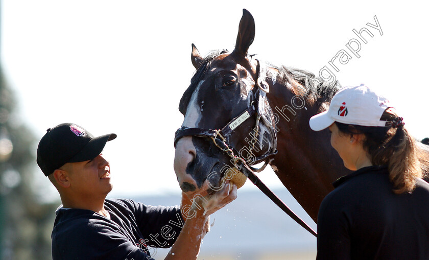 War-Of-Will-0016 
 WAR OF WILL recieves a bath after exercising in preparation for the Preakness Stakes
Pimlico, Baltimore USA, 15 May 2019 - Pic Steven Cargill / Racingfotos.com