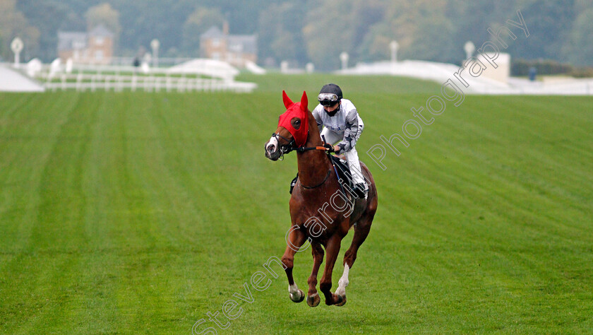 Tyson-Fury-0001 
 TYSON FURY (Kieran Shoemark) before winning The Charlie Waller Trust Novice Stakes
Ascot 2 Oct 2020 - Pic Steven Cargill / Racingfotos.com