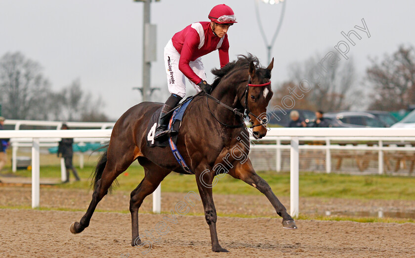 Colonize-0001 
 COLONIZE (Jim Crowley) before The Extra Places At totesport.com Novice Stakes
Chelmsford 25 Nov 2019 - Pic Steven Cargill / Racingfotos.com