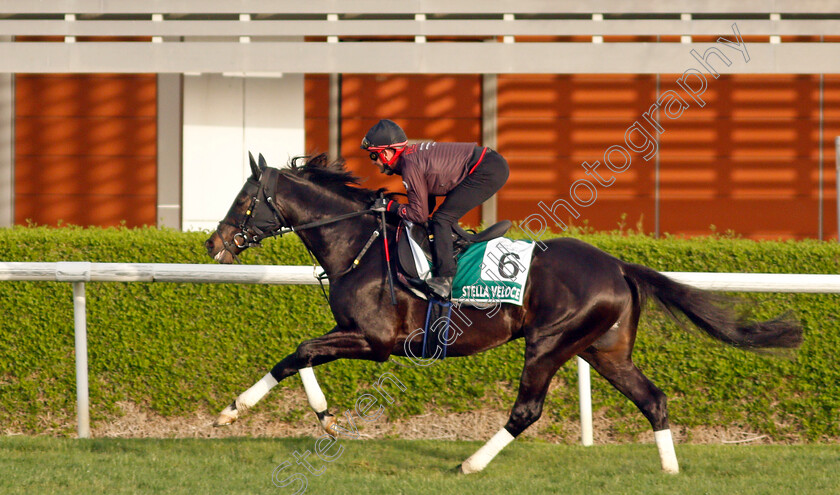 Stella-Veloce-0002 
 STELLA VELOCE training for the Sheema Classic
Meydan, Dubai, 23 Mar 2022 - Pic Steven Cargill / Racingfotos.com