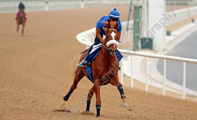 Sisfahan-0002 
 SISFAHAN training for The Sheema Classic
Meydan Dubai 26 Mar 2024 - Pic Steven Cargill / Racingfotos.com