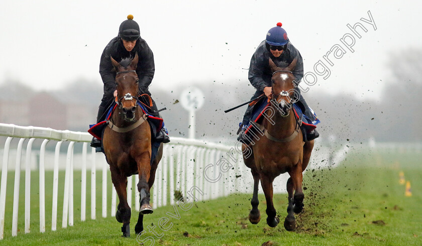 Complete-Unknown-and-Hermes-Allen-0001 
 COMPLETE UNKNOWN (left, Gavin Sheehan) with HERMES ALLEN (right, Freddie Gingell)
Coral Gold Cup Gallops Morning
Newbury 21 Nov 2023 - Pic Steven Cargill / Racingfotos.com