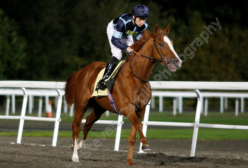 Autumn-War-0001 
 AUTUMN WAR (Callum Shepherd)
Kempton 27 Sep 2018 - Pic Steven Cargill / Racingfotos.com