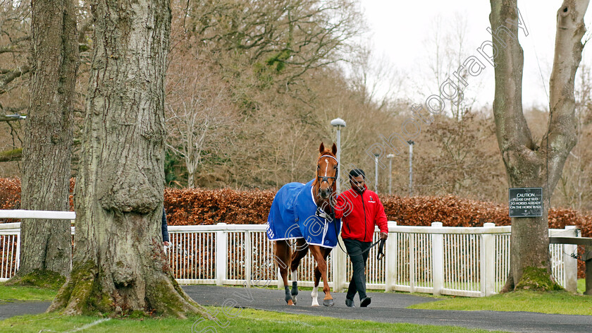 Waleefy-0003 
 WALEEFY 
Lingfield 23 Dec 2023 - Pic Steven Cargill / Racingfotos.com