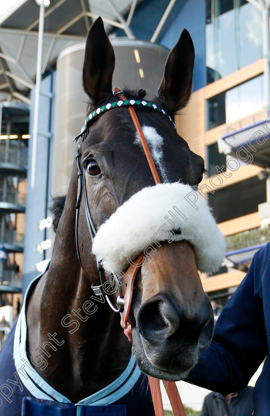 Vinndication-0012 
 VINNDICATION after The Noel Novices Chase
Ascot 21 Dec 2018 - Pic Steven Cargill / Racingfotos.com