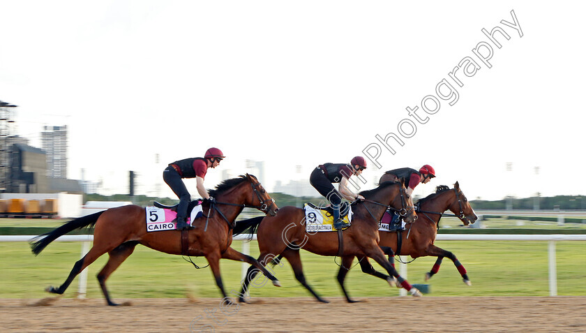 Broome,-Order-Of-Australia-and-Cairo-0002 
 BROOME, ORDER OF AUSTRALIA and CAIRO training at the Dubai World Cup
Meydan, Dubai, 23 Mar 2023 - Pic Steven Cargill / Racingfotos.com