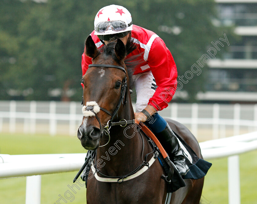 Gently-Spoken-0002 
 GENTLY SPOKEN (Tom Marquand)
Newbury 19 Jul 2019 - Pic Steven Cargill / Racingfotos.com