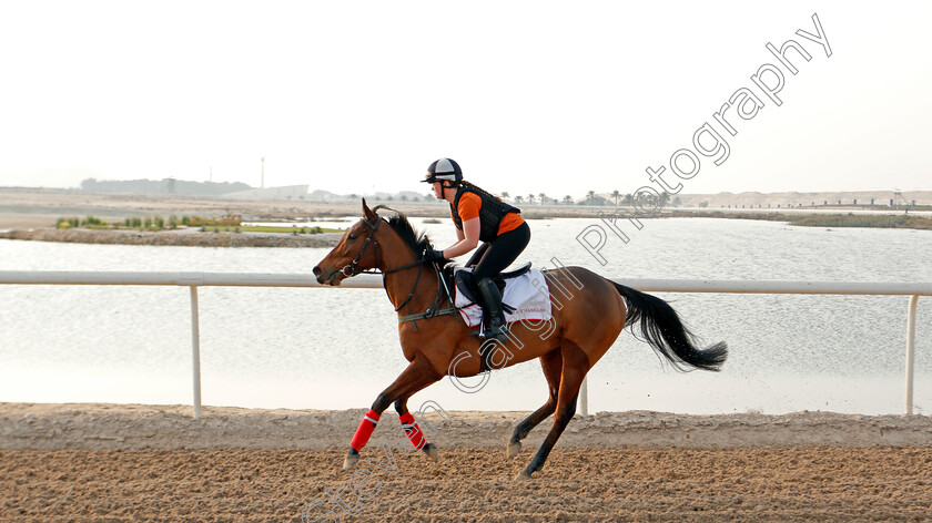 Lady-Wannabe-0003 
 LADY WANNABE training for the Bahrain International Trophy
Rashid Equestrian & Horseracing Club, Bahrain, 18 Nov 2020