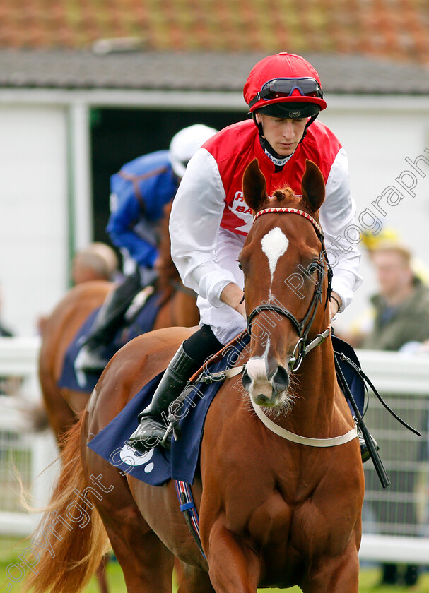 Roof-Garden-0001 
 ROOF GARDEN (Joey Haynes) Yarmouth 20 Sep 2017 - Pic Steven Cargill / Racingfotos.com