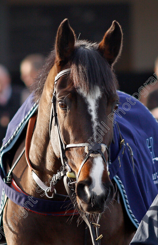 Coolnaugh-Haze-0003 
 COOLNAUGH HAZE
Warwick 9 Dec 2021 - Pic Steven Cargill / Racingfotos.com