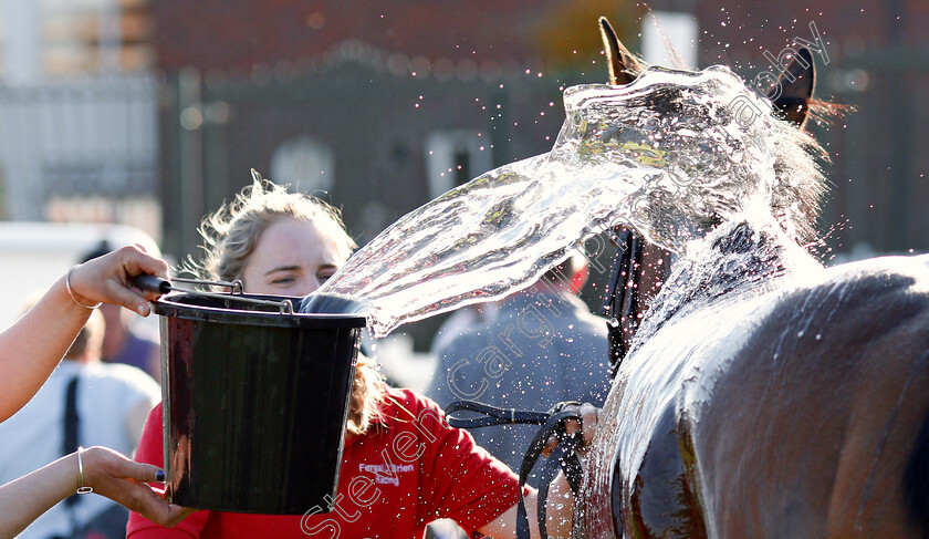 Cheltenham-0007 
 A horse is drenched in water after racing at Cheltenham 19 Apr 2018 - Pic Steven Cargill / Racingfotos.com