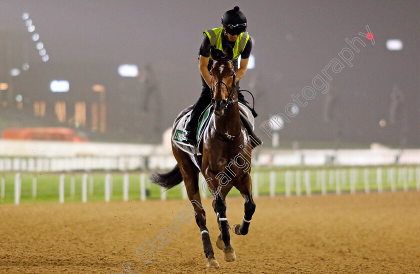 Liberty-Island-0001 
 LIBERTY ISLAND training for The Sheema Classic
Meydan Dubai 26 Mar 2024 - Pic Steven Cargill / Racingfotos.com