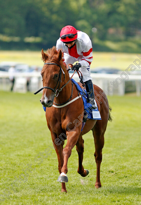 Showalong-0001 
 SHOWALONG (David Allan)
York 12 Jun 2021 - Pic Steven Cargill / Racingfotos.com