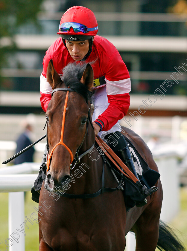 Carp-Kid-0001 
 CARP KID (Sean Levey) Newbury 23 Sep 2017 - Pic Steven Cargill / Racingfotos.com